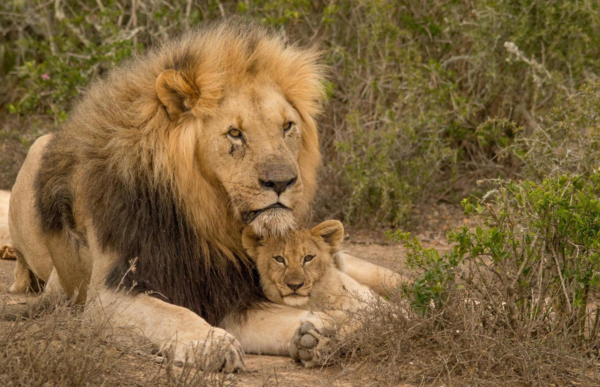Kwandwe Private Game Reserve - Melton Manor غراهامستاون المظهر الخارجي الصورة