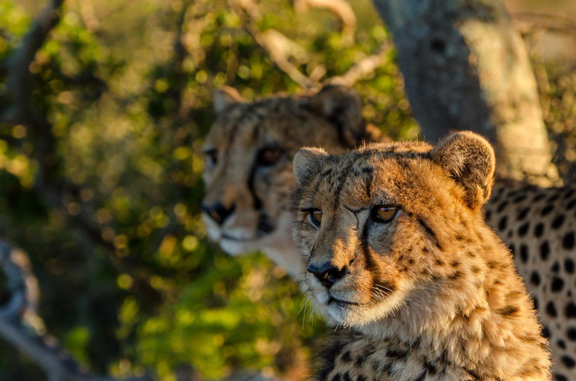 Kwandwe Private Game Reserve - Melton Manor غراهامستاون المظهر الخارجي الصورة