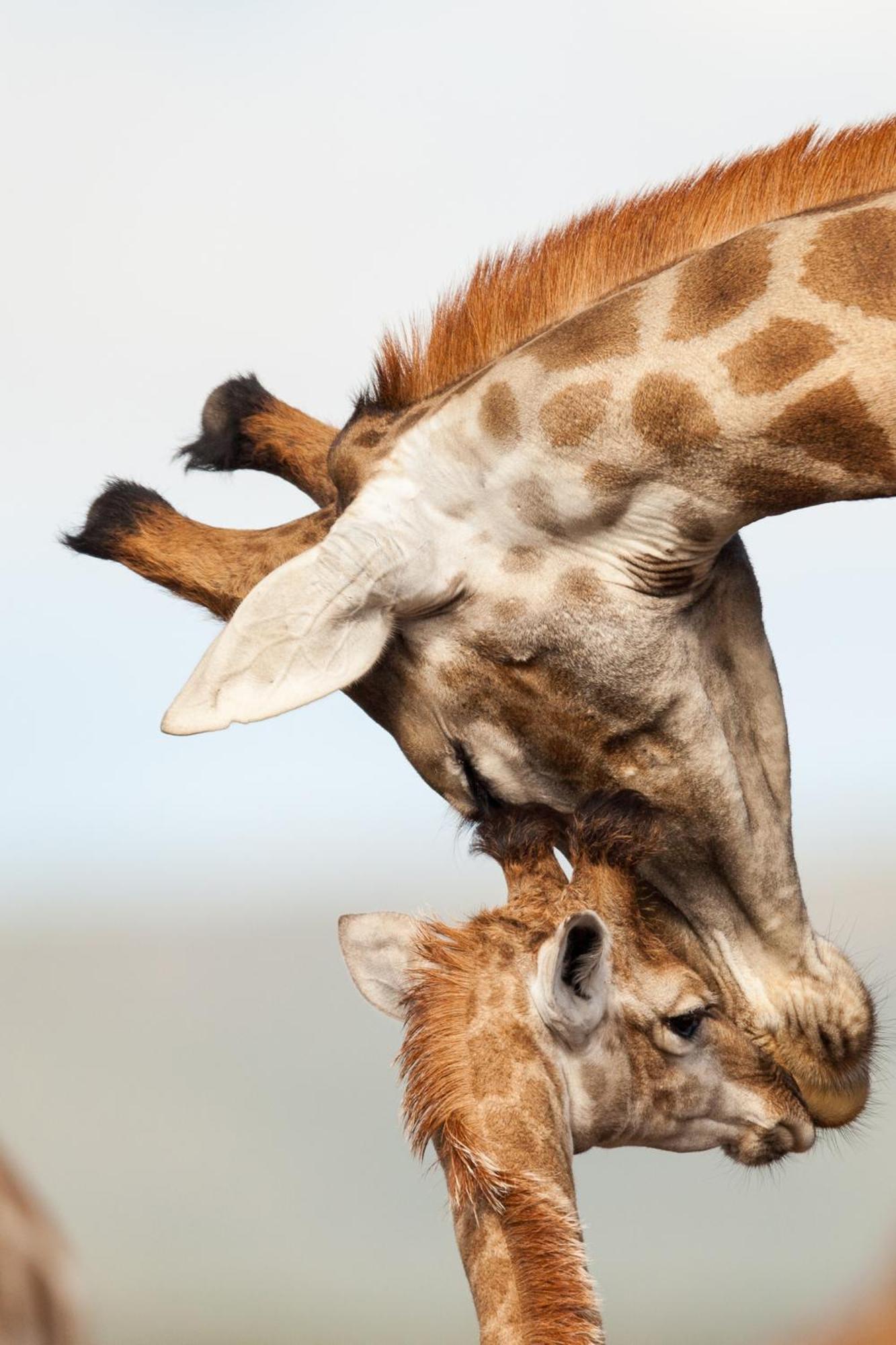 Kwandwe Private Game Reserve - Melton Manor غراهامستاون المظهر الخارجي الصورة