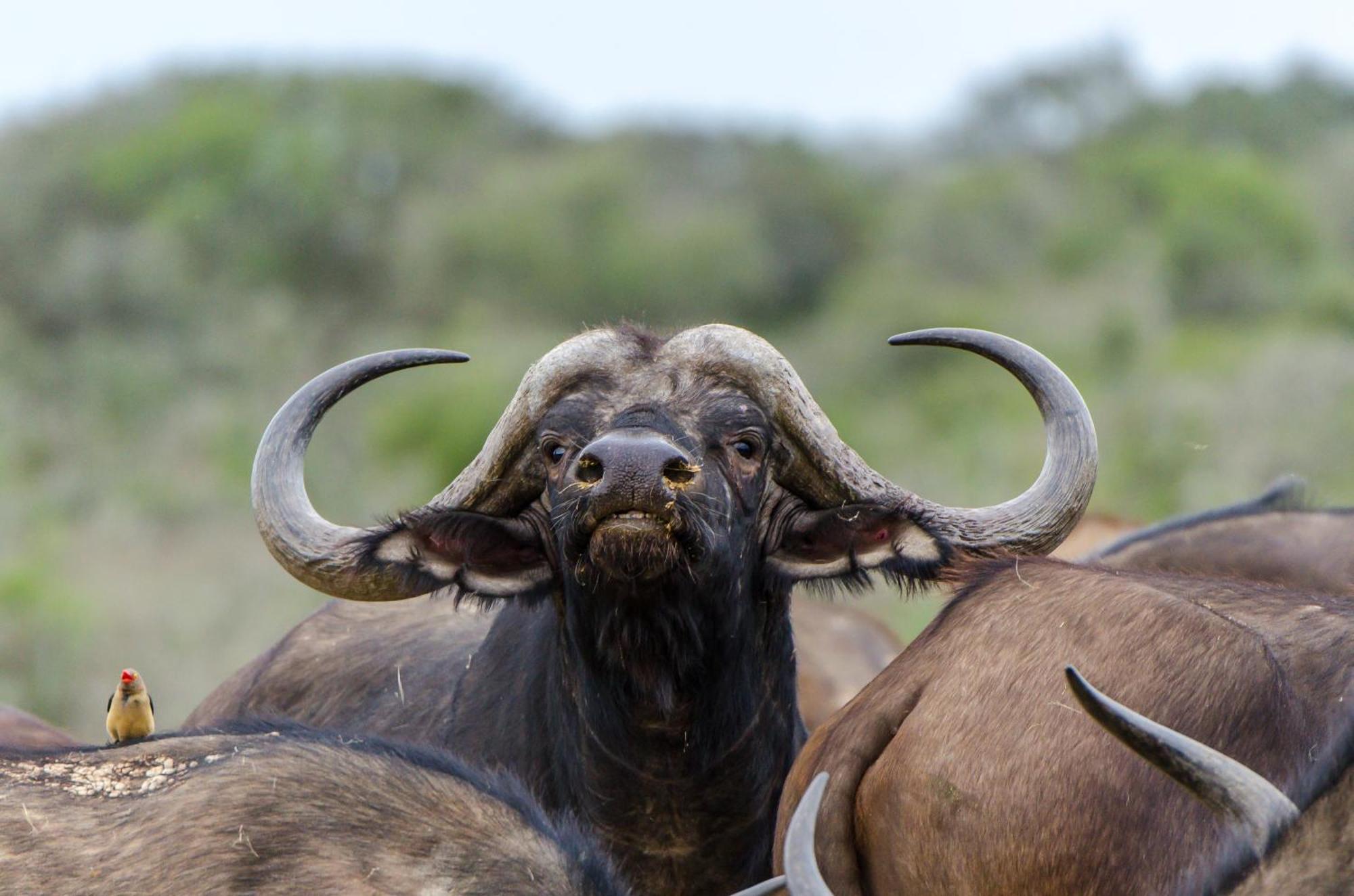Kwandwe Private Game Reserve - Melton Manor غراهامستاون المظهر الخارجي الصورة