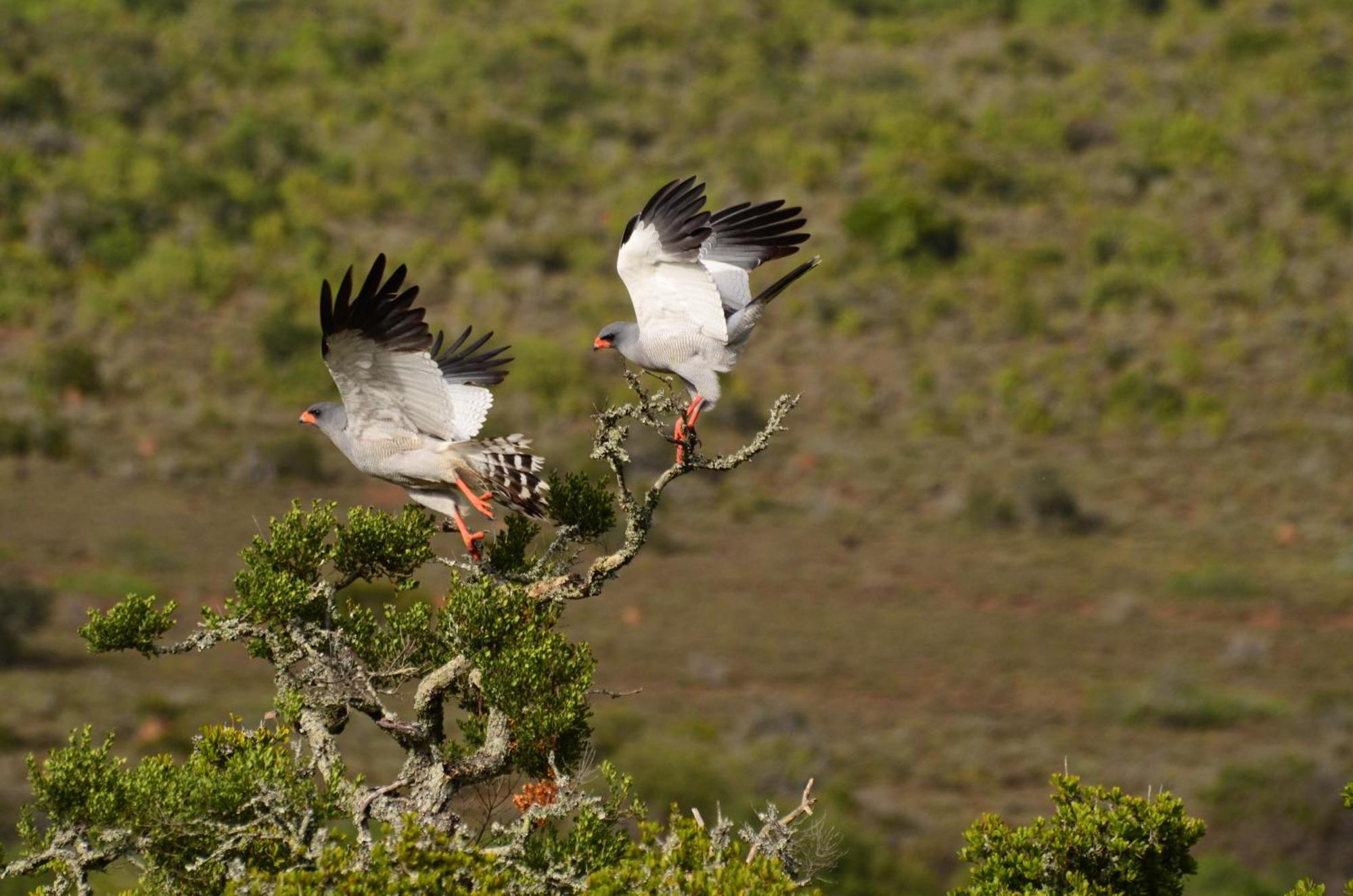 Kwandwe Private Game Reserve - Melton Manor غراهامستاون المظهر الخارجي الصورة