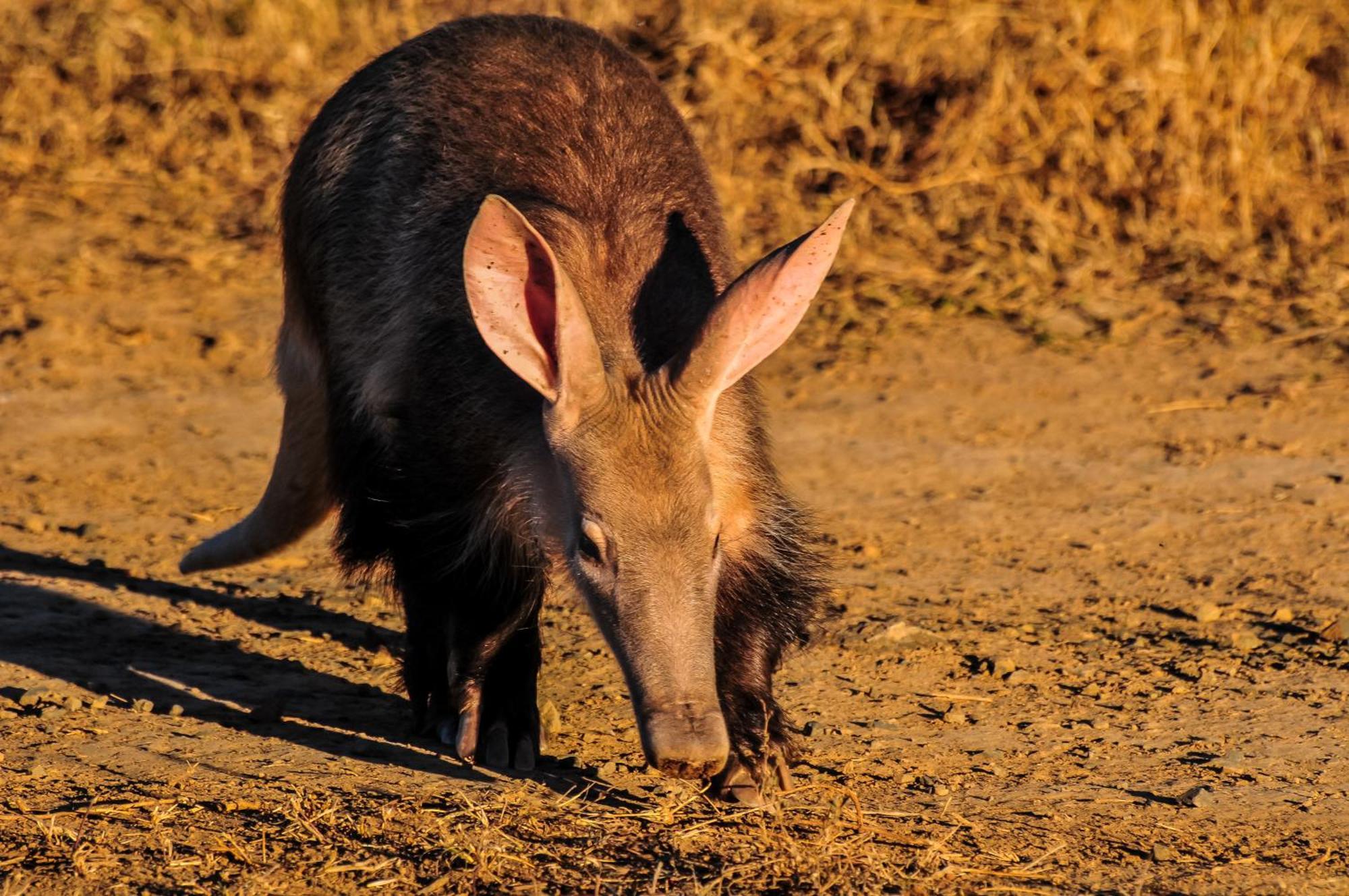 Kwandwe Private Game Reserve - Melton Manor غراهامستاون المظهر الخارجي الصورة