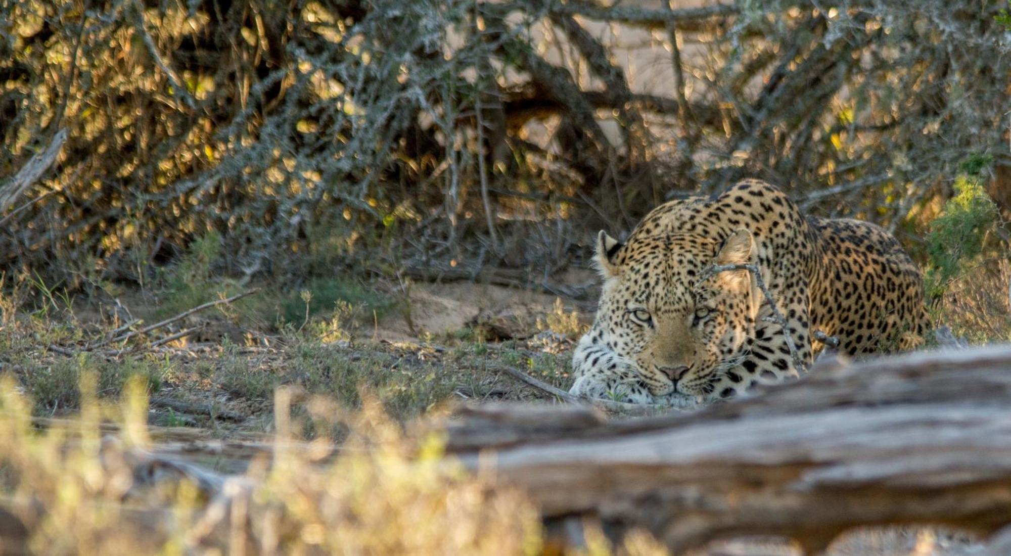 Kwandwe Private Game Reserve - Melton Manor غراهامستاون المظهر الخارجي الصورة