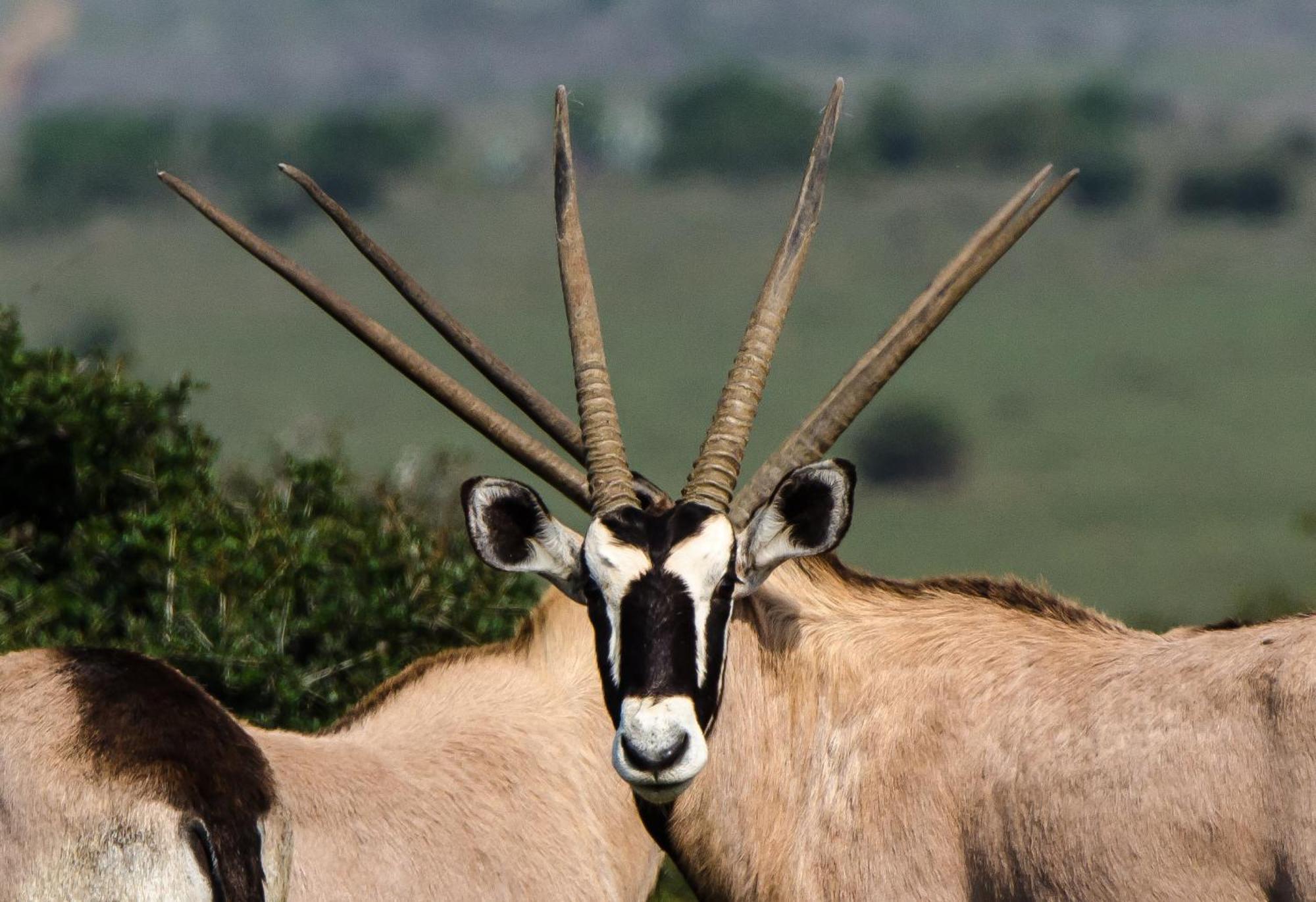 Kwandwe Private Game Reserve - Melton Manor غراهامستاون المظهر الخارجي الصورة