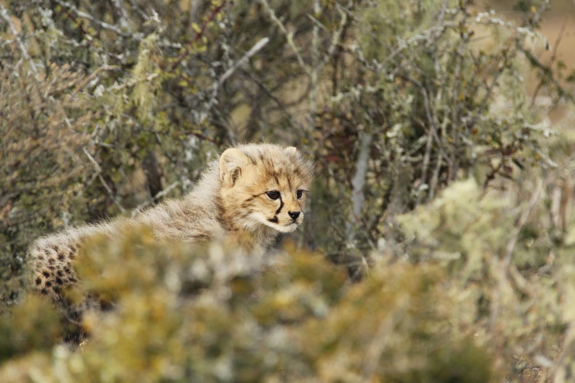 Kwandwe Private Game Reserve - Melton Manor غراهامستاون المظهر الخارجي الصورة
