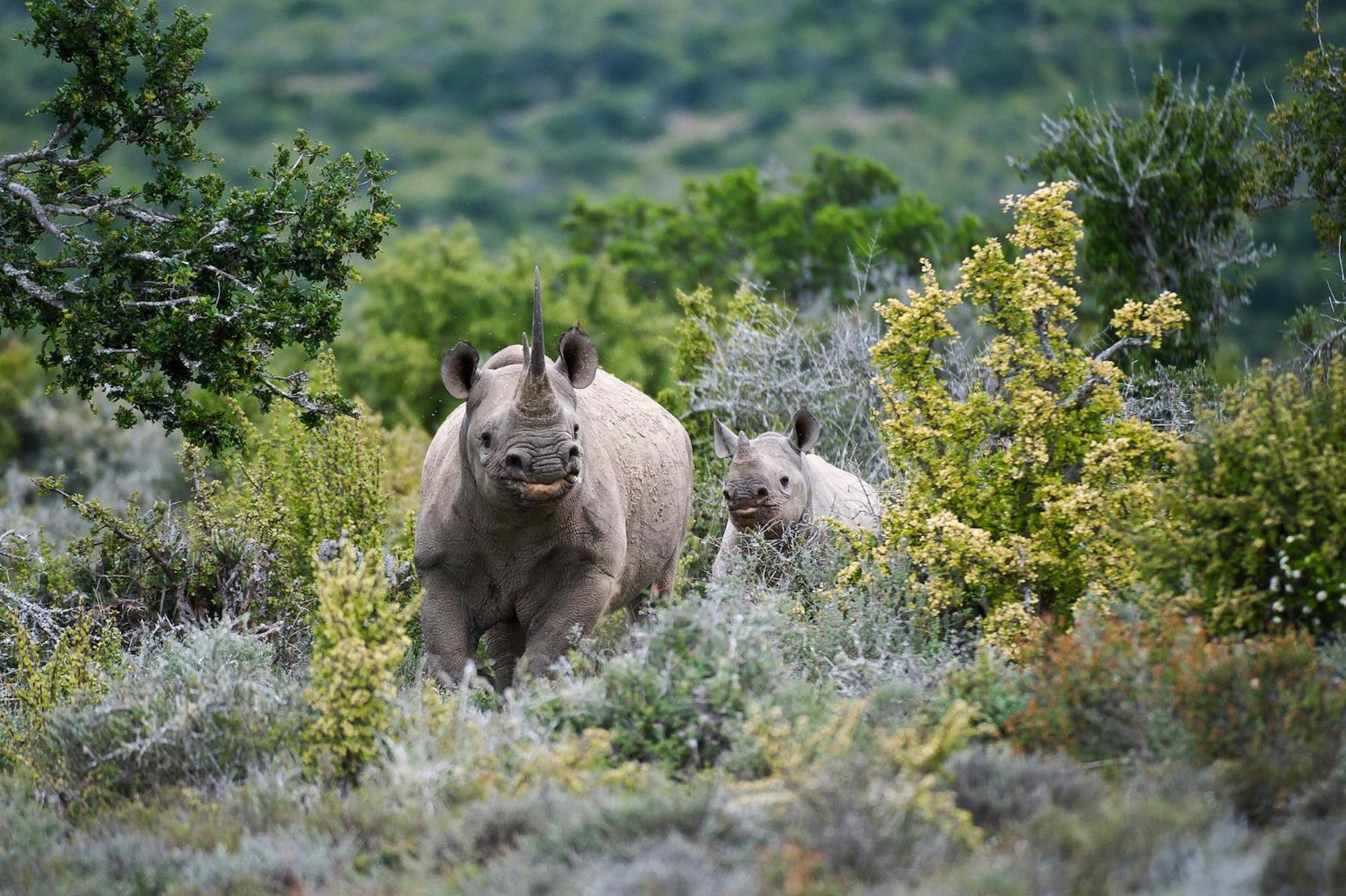 Kwandwe Private Game Reserve - Melton Manor غراهامستاون المظهر الخارجي الصورة