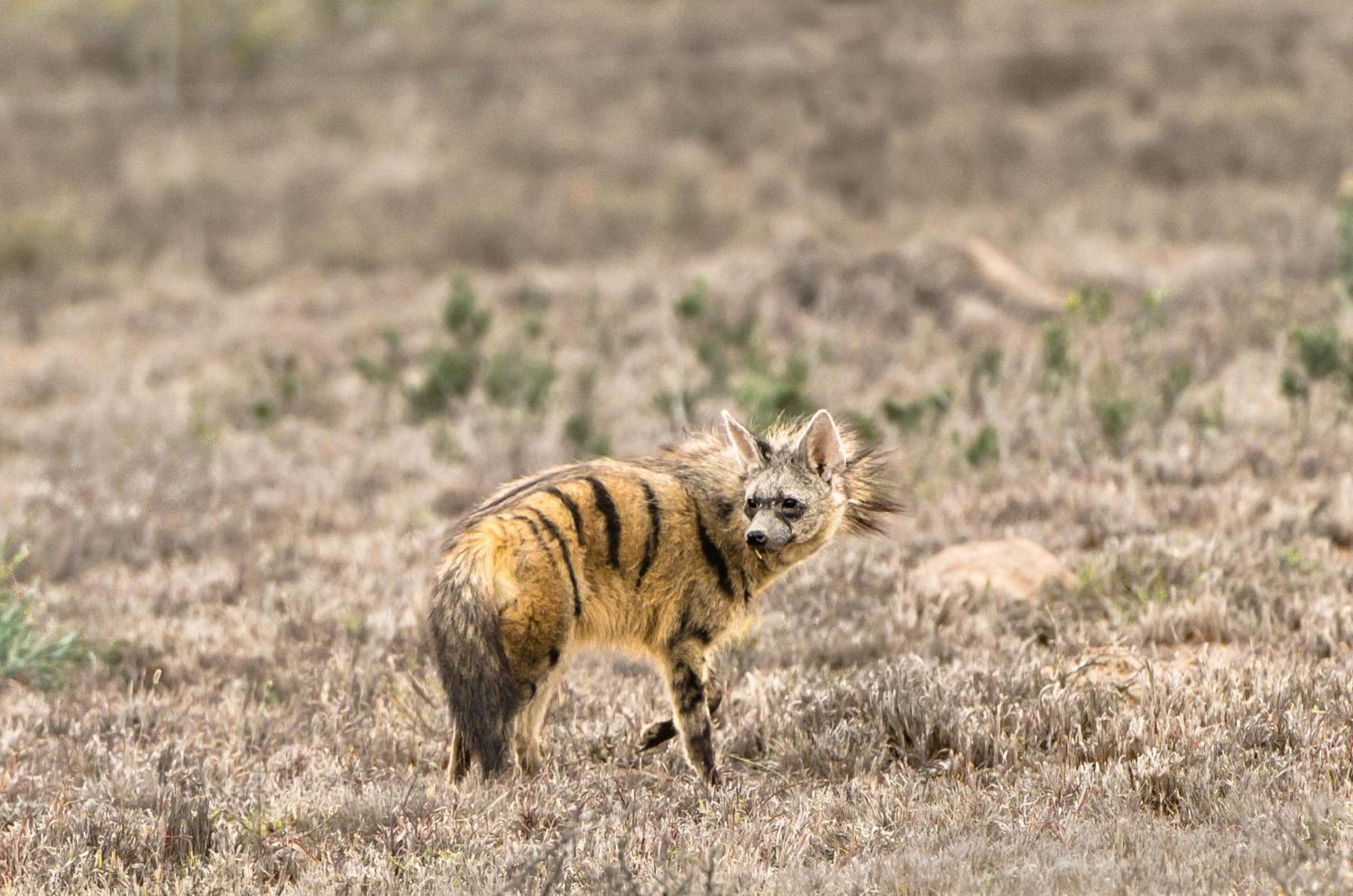Kwandwe Private Game Reserve - Melton Manor غراهامستاون المظهر الخارجي الصورة