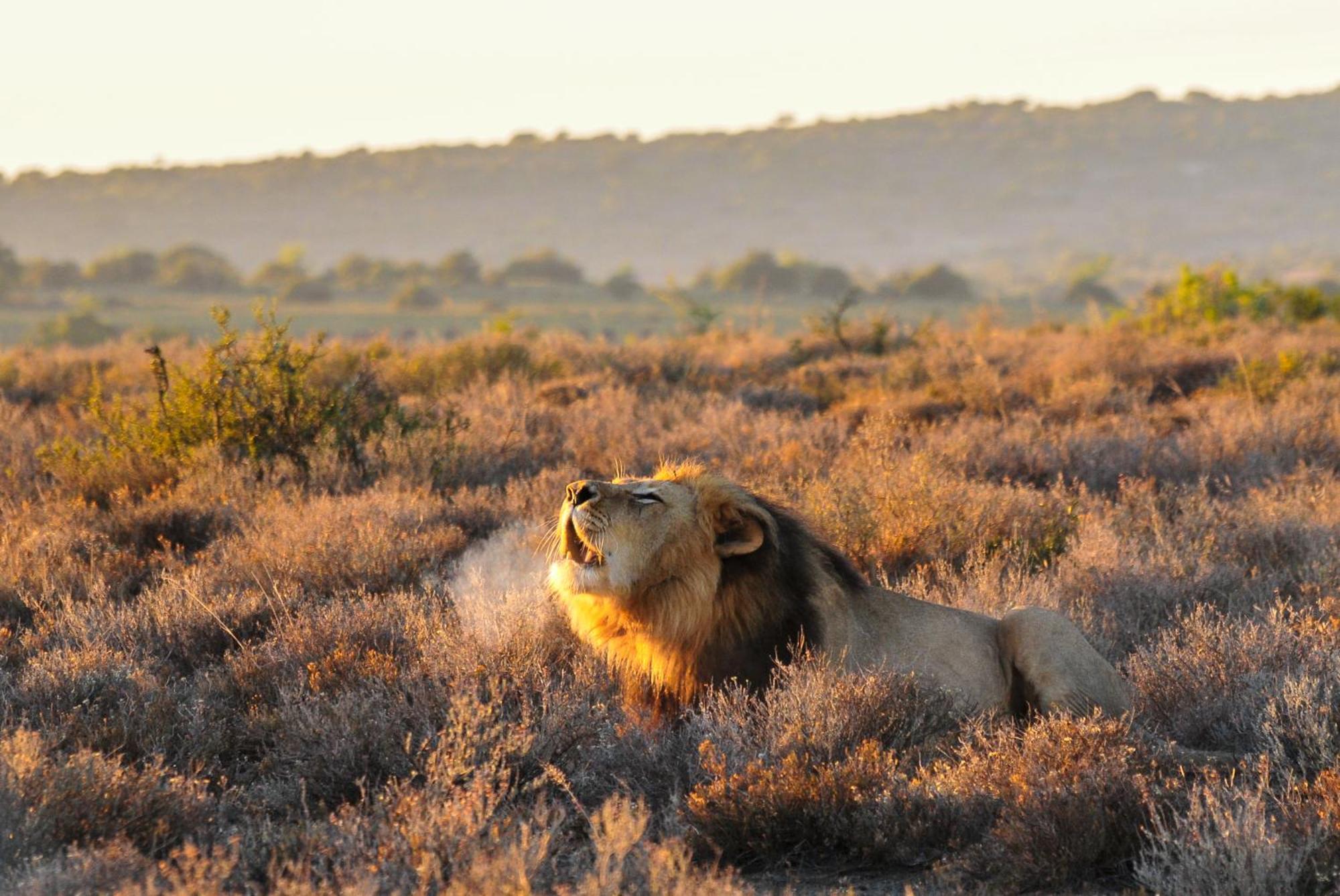 Kwandwe Private Game Reserve - Melton Manor غراهامستاون المظهر الخارجي الصورة