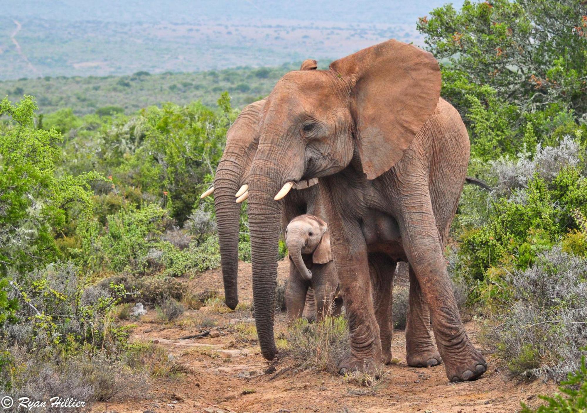 Kwandwe Private Game Reserve - Melton Manor غراهامستاون المظهر الخارجي الصورة