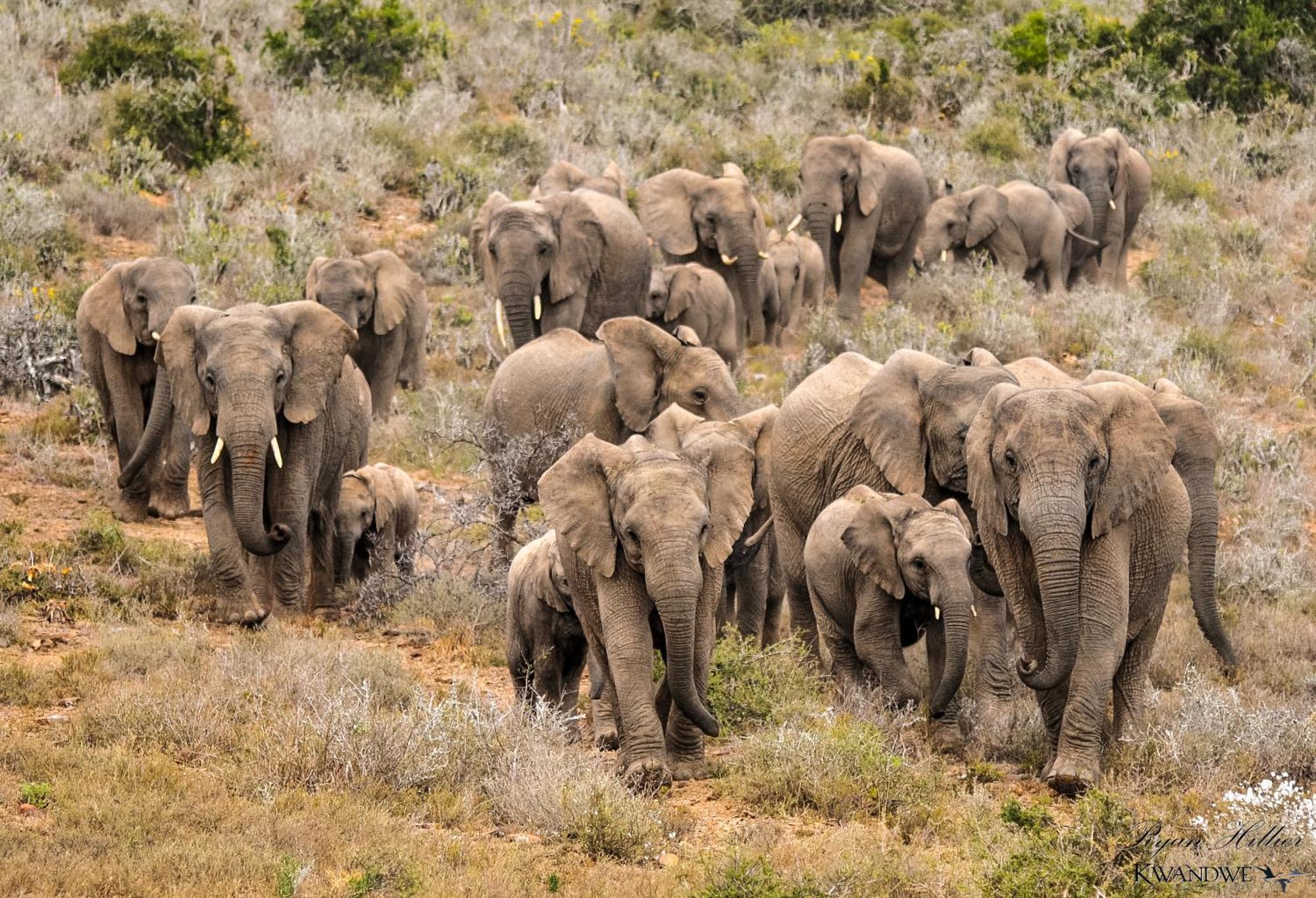 Kwandwe Private Game Reserve - Melton Manor غراهامستاون المظهر الخارجي الصورة
