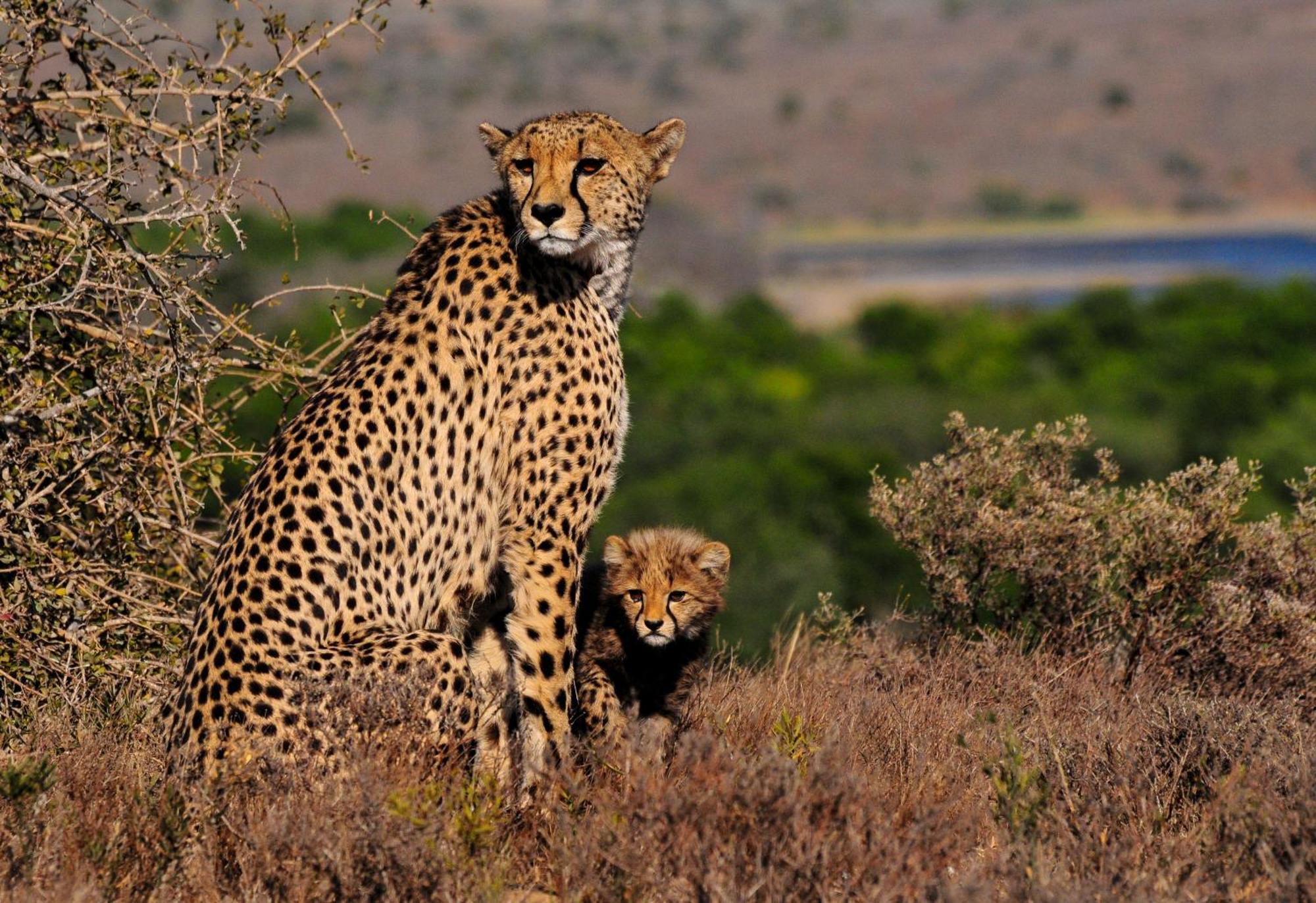 Kwandwe Private Game Reserve - Melton Manor غراهامستاون المظهر الخارجي الصورة